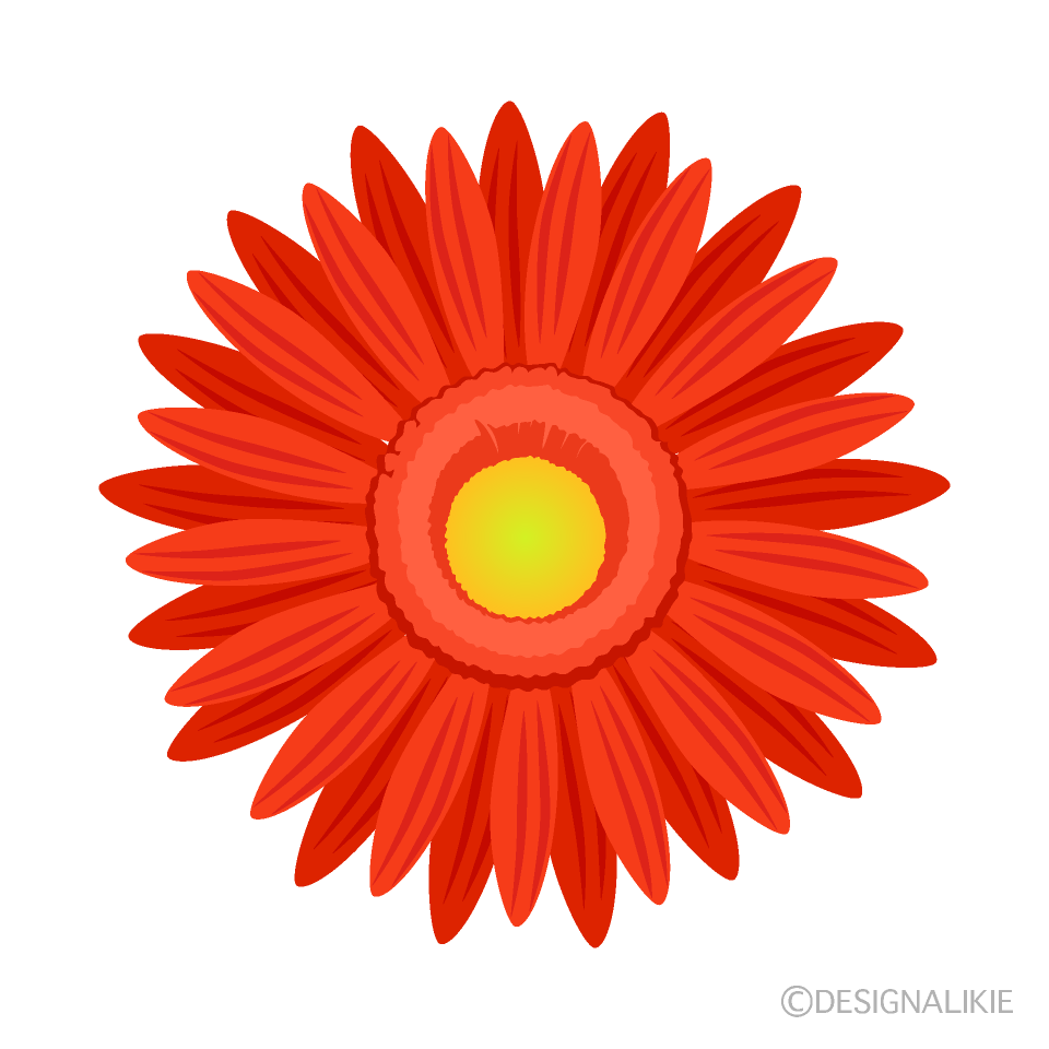 オレンジ色ガーベラの花の無料イラスト素材 イラストイメージ