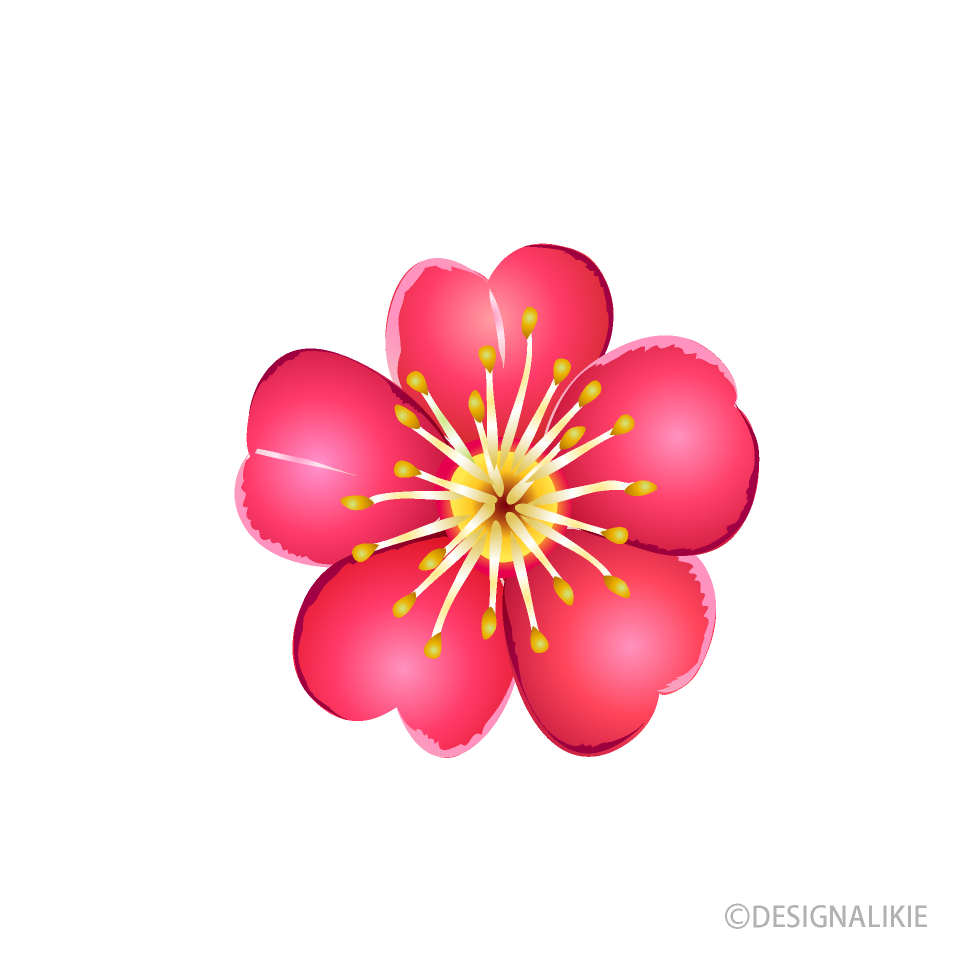 梅の花イラストのフリー素材 イラストイメージ