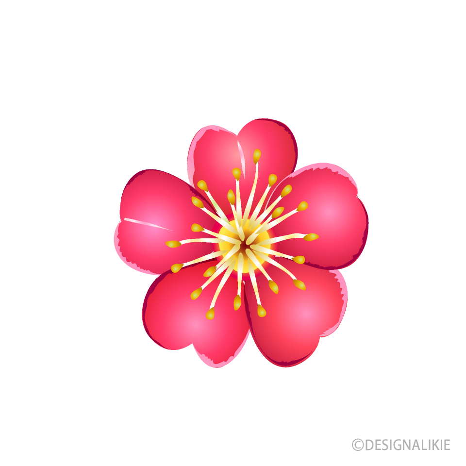 Japan Image 梅の花 イラスト