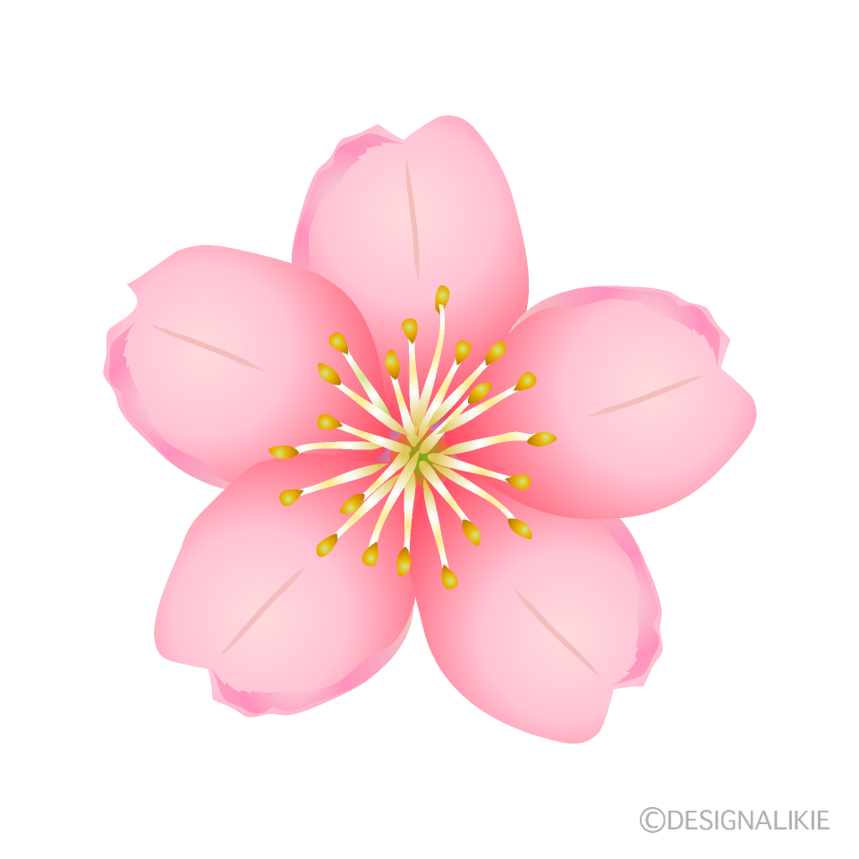 桜の無料イラスト素材 イラストイメージ