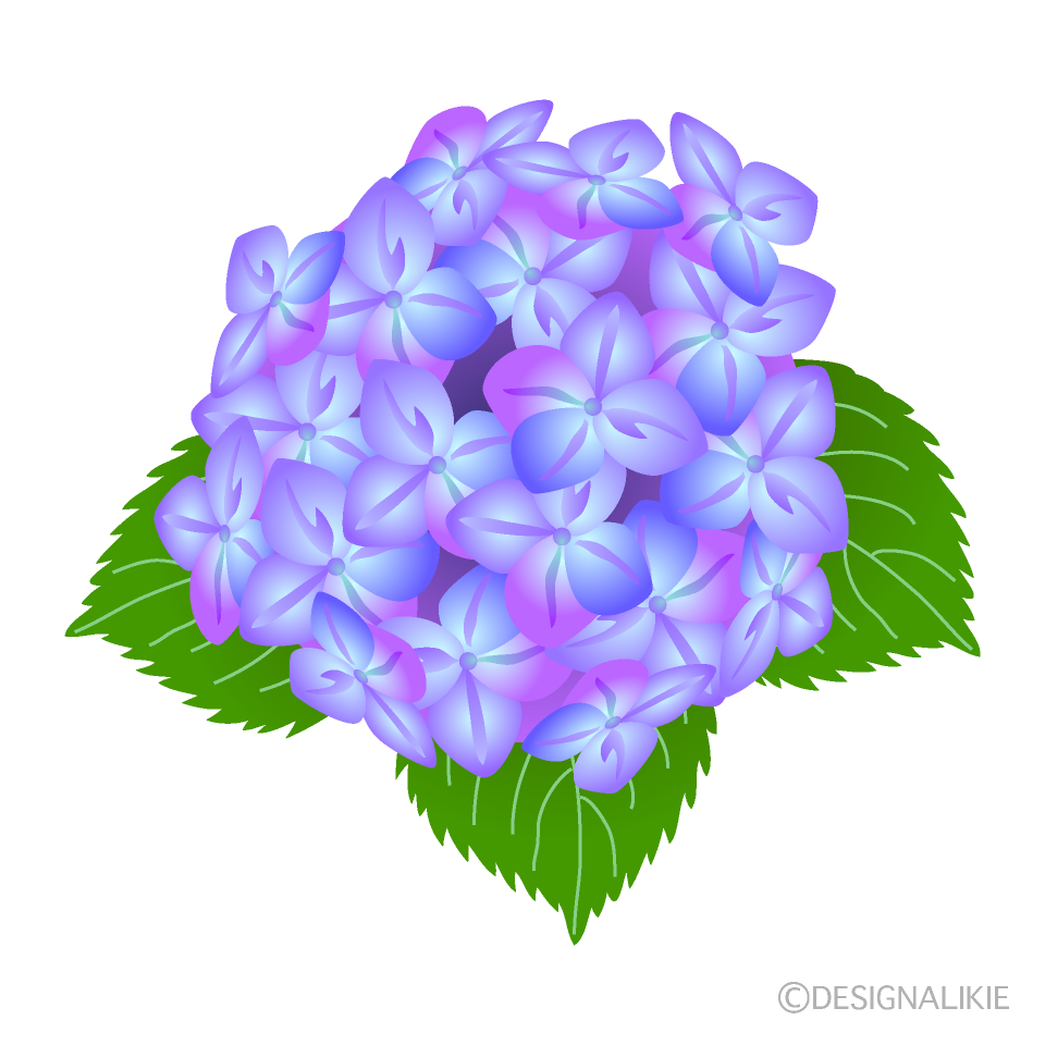 紫陽花イラストのフリー素材 イラストイメージ