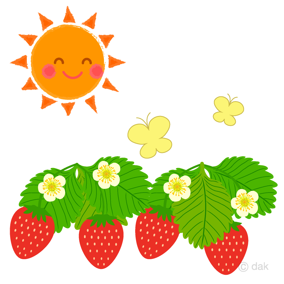 太陽とイチゴの無料イラスト素材 イラストイメージ