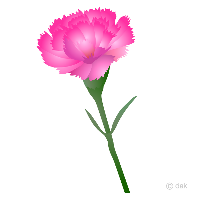 ピンク色カーネーションイラストのフリー素材 イラストイメージ