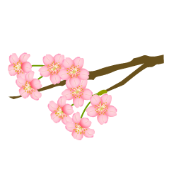 枝に咲く桜の花