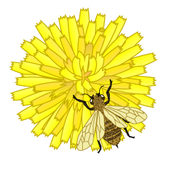 タンポポの花とミツバチ
