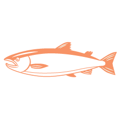 オレンジの鮭