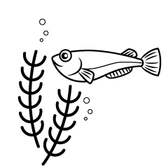 川魚の無料イラスト素材集 イラストイメージ