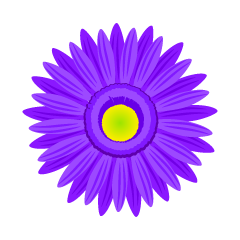 紫色ガーベラの花