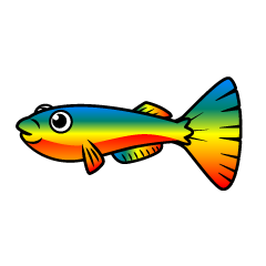 虹色の熱帯魚