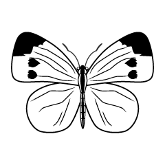 蝶（白黒）
