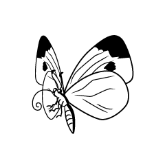 蝶（白黒）