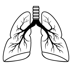 肺胞（白黒）