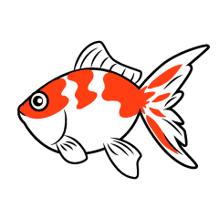 赤白の金魚