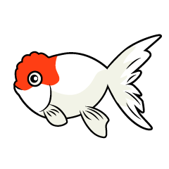 金魚（らんちゅう）