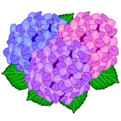 カラフルな紫陽花