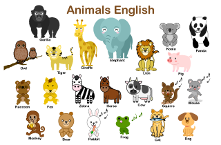 動物英語教材