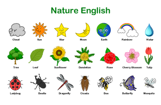自然や花の子供用英語教材