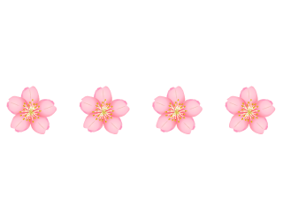 桜の花のライン・線